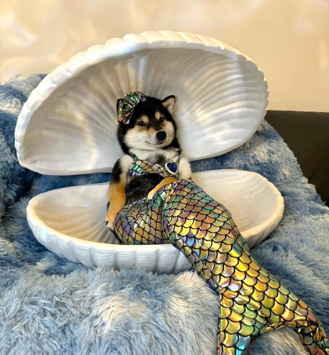 Nàng tiên cá Shiba
